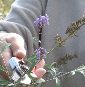 sommerfuglbusk visne blomster sommerfuglbusk visne blomster
